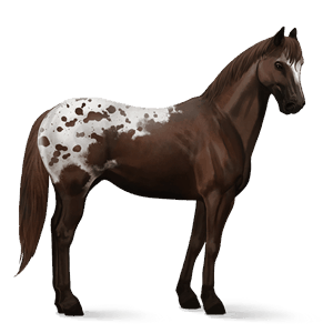cavalo de passeio trotador francês castanho