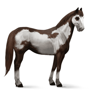 cavalo de passeio puro sangue inglês lazão escuro