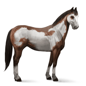 cavalo de passeio puro sangue inglês lazão
