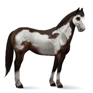cavalo de passeio preto