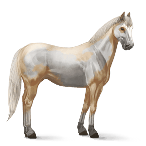 cavalo de passeio holstein lazão