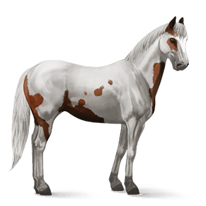 cavalo de passeio puro sangue inglês isabel