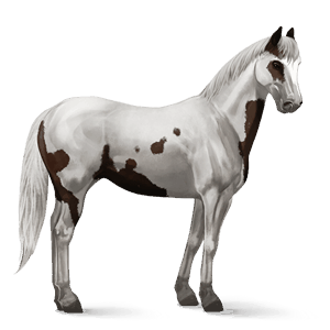 cavalo de passeio puro sangue lusitano preto