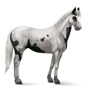 cavalo de passeio holstein castanho