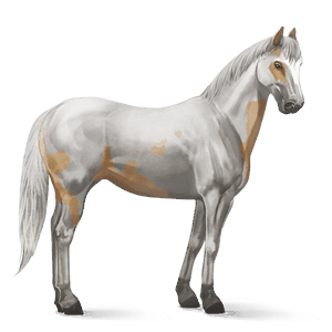 cavalo de passeio holstein lazão