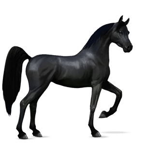cavalo de passeio caçador irlandês pardo rato