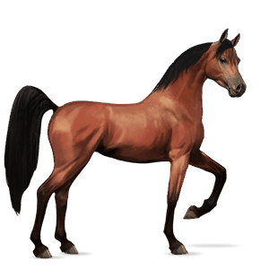 cavalo de passeio puro sangue lusitano palomino
