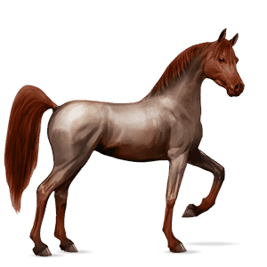 cavalo de passeio puro sangue inglês castanho cereja