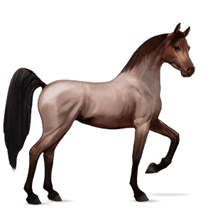 cavalo de passeio marwari lazão escuro