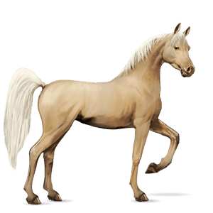 cavalo de passeio puro sangue lusitano baio