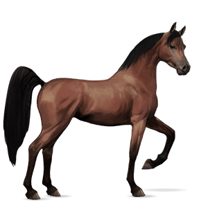 cavalo de passeio cavalo Árabe castanho