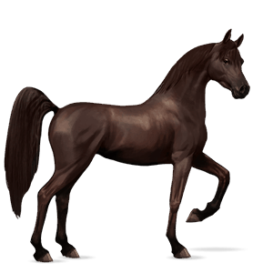 cavalo de passeio cavalo Árabe lazão escuro