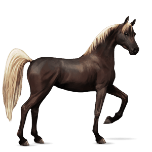 cavalo de passeio puro sangue lusitano castanho