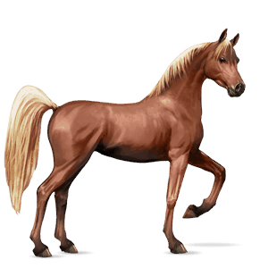 cavalo de passeio cavalo Árabe castanho escuro