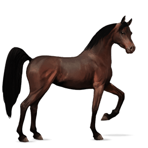 cavalo de passeio puro sangue lusitano ruço pigarço