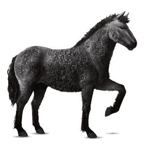 cavalo de passeio gypsy vanner pardo rato
