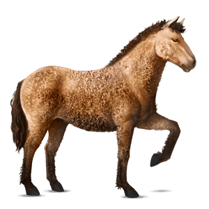 cavalo de passeio curly baio
