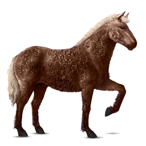 cavalo de passeio akhal-teke castanho cereja
