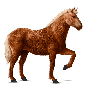 cavalo de passeio curly lazão crinalvo 