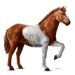 cavalo de passeio caçador irlandês castanho cereja