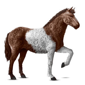 cavalo de passeio tobiano lazão escuro