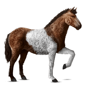 cavalo de passeio lipizzano ruço