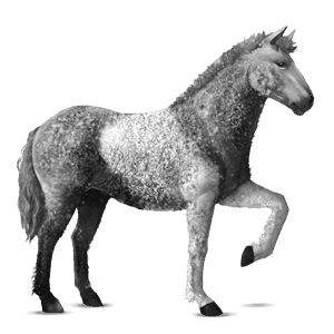 cavalo de passeio curly tobiano com pintas cinza