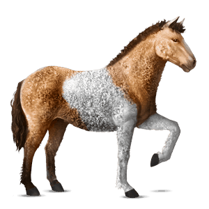 cavalo de passeio curly tobiano baio