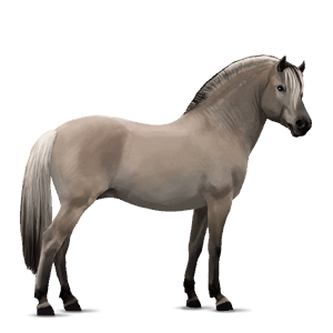 cavalo de passeio appaloosa snow preto 