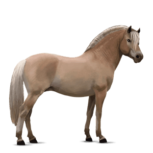 pónei shetland lazão escuro