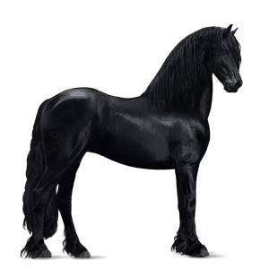 cavalo de passeio frísio preto