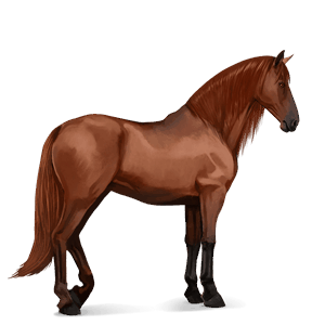 cavalo de passeio puro sangue lusitano lazão