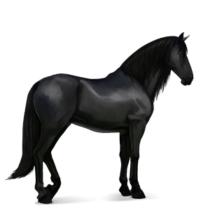 cavalo de passeio lipizzano preto