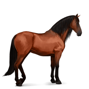 cavalo de passeio puro sangue lusitano baio