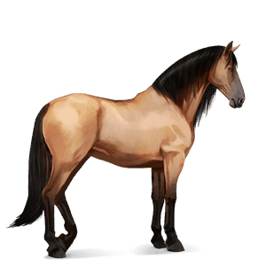 cavalo de passeio puro sangue lusitano baio