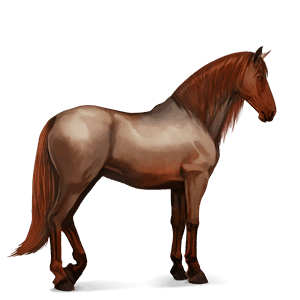 cavalo de passeio puro sangue lusitano ruço