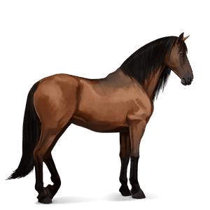 cavalo de passeio puro sangue lusitano castanho