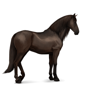 cavalo de passeio puro sangue lusitano castanho escuro
