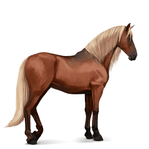 cavalo de passeio puro sangue lusitano lazão
