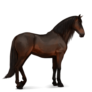 cavalo de passeio puro sangue lusitano castanho escuro