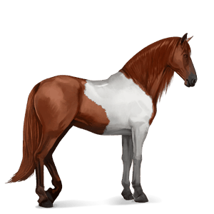 cavalo de passeio puro sangue lusitano castanho