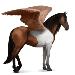 pégaso de passeio paint horse tobiano castanho escuro
