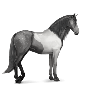 cavalo de passeio gypsy vanner tobiano lazão