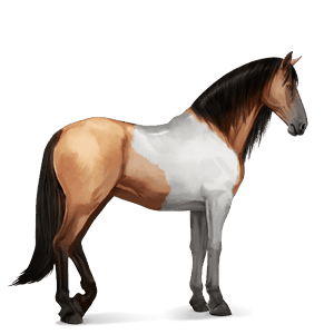cavalo de passeio appaloosa manto palomino 