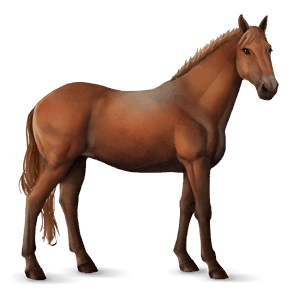 cavalo de passeio puro sangue lusitano castanho cereja