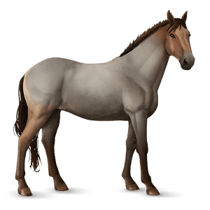 cavalo de passeio puro sangue lusitano baio