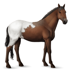 cavalo de passeio knabstrup manto castanho 