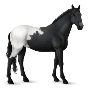 cavalo de passeio knabstrup ruão