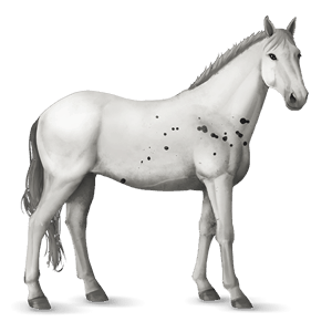 cavalo de passeio knabstrup algumas manchas