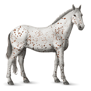 cavalo de passeio knabstrup leopardo amarelo torrado 